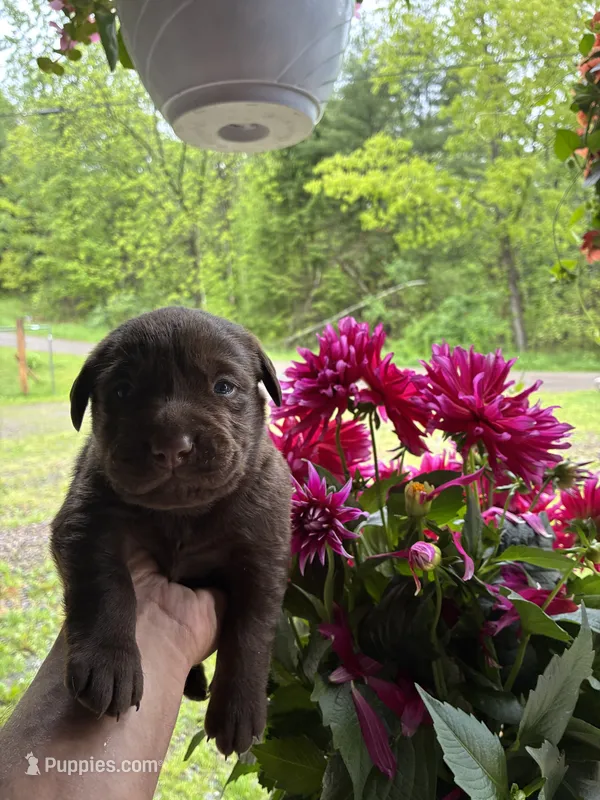 Pup 1 – Labrador Retriever puppy for sale in Benton, PA