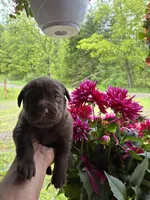 Pup 1, a male Labrador Retriever for sale in Benton, PA – 1 of 3