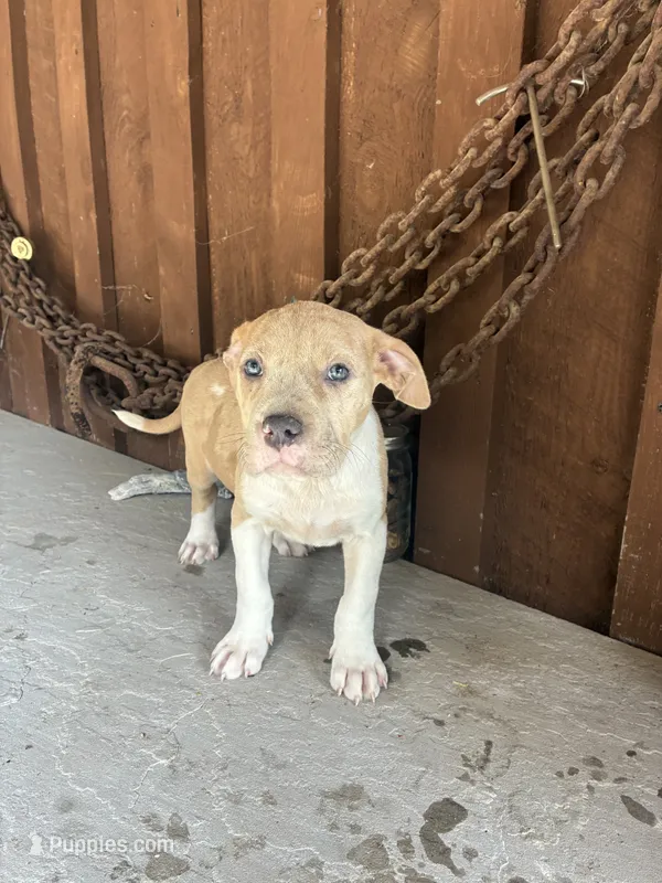 Bully 6 – American Bully puppy for sale in Benton, PA