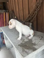 Bully 4, a male American Bully for sale in Benton, PA – 2 of 2