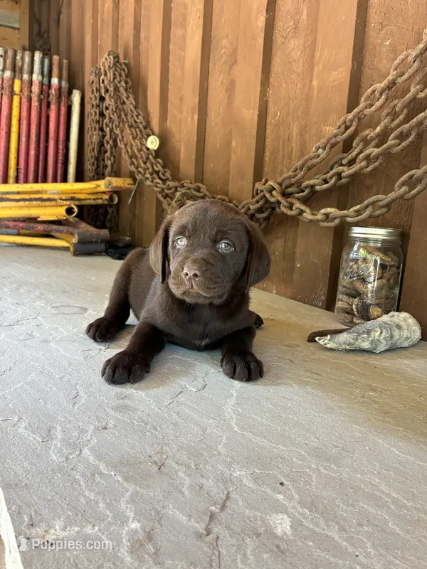 Pup 7 – Labrador Retriever puppy for sale in Benton, PA