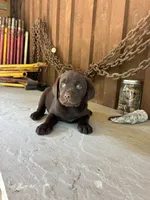 Pup 7, a male Labrador Retriever for sale in Benton, PA – 1 of 2