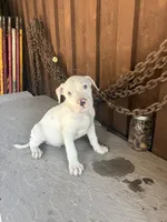Pup 4, a male American Bully for sale in Benton, PA – 2 of 2