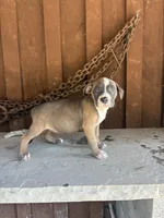 Pup 1, a female American Bully for sale in Benton, PA – 1 of 2