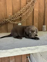 Pup 5, a female Labrador Retriever for sale in Benton, PA – 2 of 2