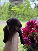 Pup 5, a female Labrador Retriever for sale in Benton, PA – 1 of 3