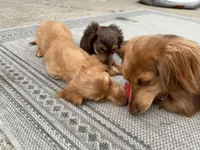 Daisy - AKC Purebred Female Miniature Dachshund, a female Miniature Dachshund for sale in Buffalo, NY – 8 of 9