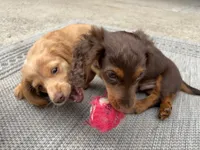 Daisy - AKC Purebred Female Miniature Dachshund, a female Miniature Dachshund for sale in Buffalo, NY – 7 of 9