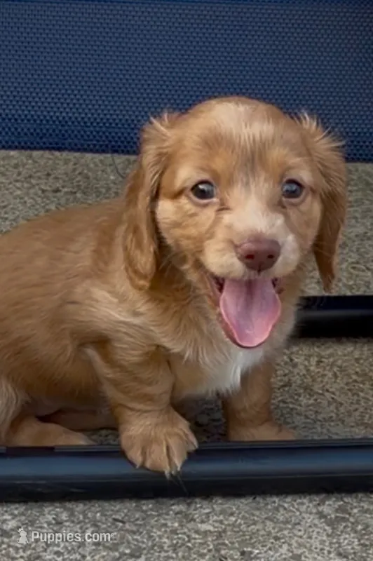 Butterscotch – Miniature Dachshund puppy for sale in Buffalo, NY