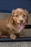 Butterscotch, a female Miniature Dachshund for sale in Buffalo, NY – 1 of 3