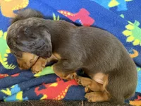 Coco-Pebbles - AKC Purebred Male, a male Miniature Dachshund for sale in Buffalo, NY – 6 of 8