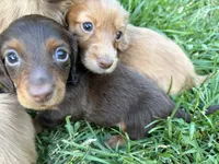 Coco-Pebbles, a male Miniature Dachshund for sale in Buffalo, NY – 3 of 5