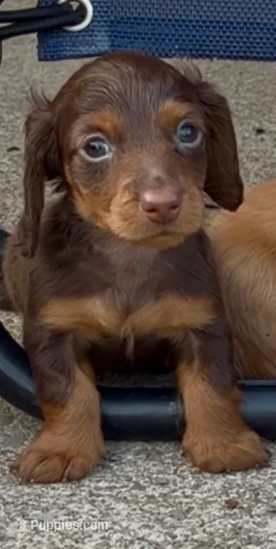 Coco-Pebbles – Miniature Dachshund puppy for sale in Buffalo, NY