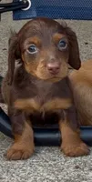 Coco-Pebbles, a male Miniature Dachshund for sale in Buffalo, NY – 1 of 5