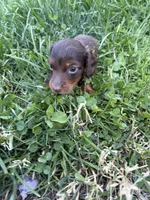 Coco-Pebbles, a male Miniature Dachshund for sale in Buffalo, NY – 2 of 5