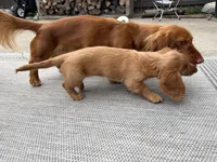 Daisy - AKC Purebred Female Miniature Dachshund, a female Miniature Dachshund for sale in Buffalo, NY – 9 of 9