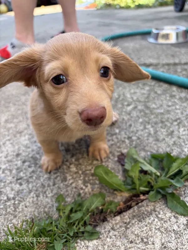 Honey – Miniature Dachshund puppy for sale in Buffalo, NY