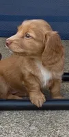 Butterscotch, a female Miniature Dachshund for sale in Buffalo, NY – 2 of 3