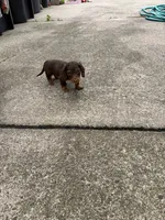 Coco-Pebbles, a male Miniature Dachshund for sale in Buffalo, NY – 4 of 5