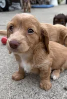 Butterscotch, a female Miniature Dachshund for sale in Buffalo, NY – 3 of 3