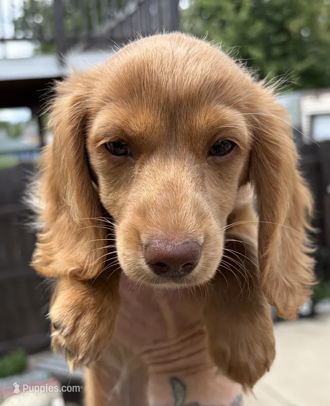 Daisy - AKC Purebred Female Miniature Dachshund – Miniature Dachshund puppy for sale in Buffalo, NY