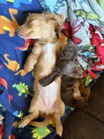 Daisy - AKC Purebred Female, a female Miniature Dachshund for sale in Buffalo, NY – 5 of 6