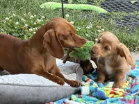 Daisy - AKC Purebred Female, a female Miniature Dachshund for sale in Buffalo, NY – 4 of 6