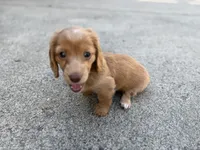 Honey, a male Miniature Dachshund for sale in Buffalo, NY – 2 of 4