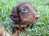 Coco-Pebbles, a male Miniature Dachshund for sale in Buffalo, NY – 5 of 5