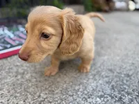 Honey, a male Miniature Dachshund for sale in Buffalo, NY – 3 of 4