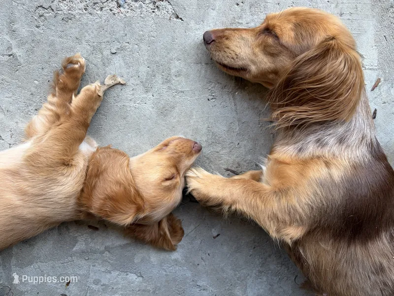Daisy - AKC Purebred Female Miniature Dachshund – Miniature Dachshund puppy for sale in Buffalo, NY