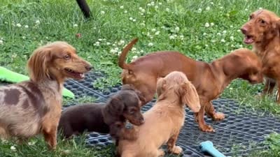 Coco-Pebbles - AKC Purebred Male, a male Miniature Dachshund for sale in Buffalo, NY – 8 of 8