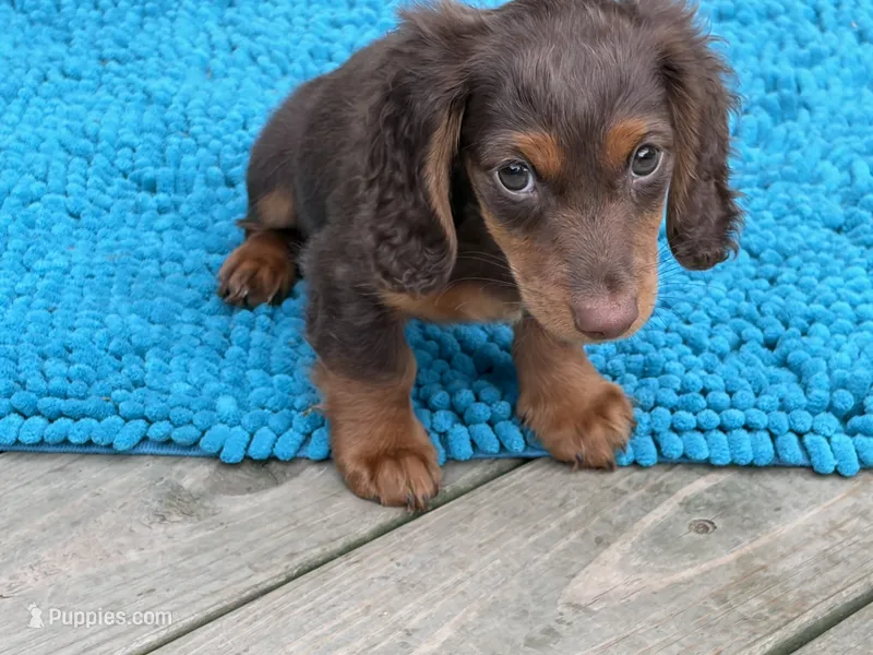 Coco-Pebbles - AKC Purebred Male Miniature Dachshund – Miniature Dachshund puppy for sale in Buffalo, NY