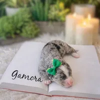 processed/25dec78e-2658-43ff-91c9-44296fca8aa7/listing/1d964ea8-a072-4d79-999e-a85874c9014c/07524adc-0a82-461b-b472-e10640bde4e5