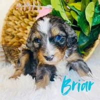 BRIAR – BLUE EYED MERLE MULTIGEN MINI BERNEDOODLE, a male Miniature Bernedoodle for sale in Saratoga Springs, UT – Photo 1 of 2