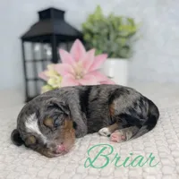 BRIAR – BLUE EYED MERLE MULTIGEN MINI BERNEDOODLE, a male Miniature Bernedoodle for sale in Saratoga Springs, UT – Photo 2 of 2