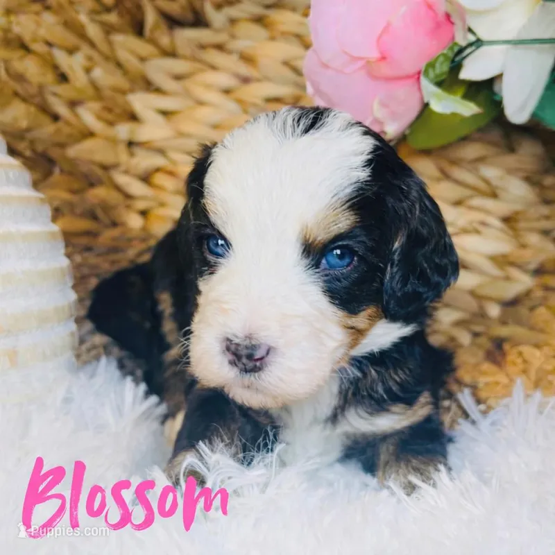 BET Tri Blue Eyes – Miniature Bernedoodle puppy for sale in Saratoga Springs, UT