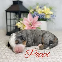 BET tri blue eyes , a male Miniature Bernedoodle for sale in Saratoga Springs, UT – Photo 9 of 9