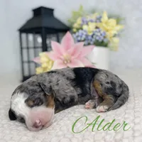 BET tri blue eyes , a male Miniature Bernedoodle for sale in Saratoga Springs, UT – Photo 7 of 9