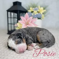 BET tri blue eyes , a male Miniature Bernedoodle for sale in Saratoga Springs, UT – Photo 6 of 9