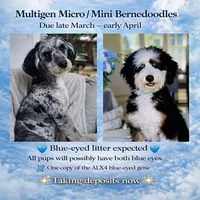 BET tri blue eyes , a male Miniature Bernedoodle for sale in Saratoga Springs, UT – Photo 1 of 9