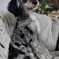 BET tri blue eyes , a male Miniature Bernedoodle for sale in Saratoga Springs, UT – Photo 3 of 9