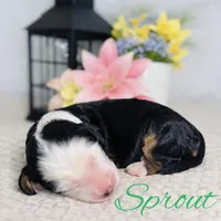 BET tri blue eyes , a male Miniature Bernedoodle for sale in Saratoga Springs, UT – Photo 8 of 9