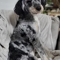 BET tri blue eyes , a male Miniature Bernedoodle for sale in Saratoga Springs, UT – Photo 2 of 9