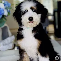 BET tri blue eyes , a male Miniature Bernedoodle for sale in Saratoga Springs, UT – Photo 4 of 9