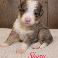 Storm, a female Bernese Mountain Dog and Poodle - Miniature  for sale in Saratoga Springs, UT – Photo 3 of 4