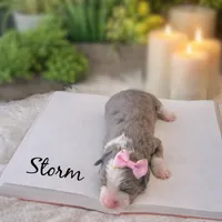 processed/25dec78e-2658-43ff-91c9-44296fca8aa7/listing/c9ab7d09-3ef8-494b-884a-7c10cc8c4f1e/63f5aca1-6f12-4913-9cf5-092351775c61