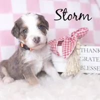 Storm, a female Bernese Mountain Dog and Poodle - Miniature  for sale in Saratoga Springs, UT – Photo 2 of 4