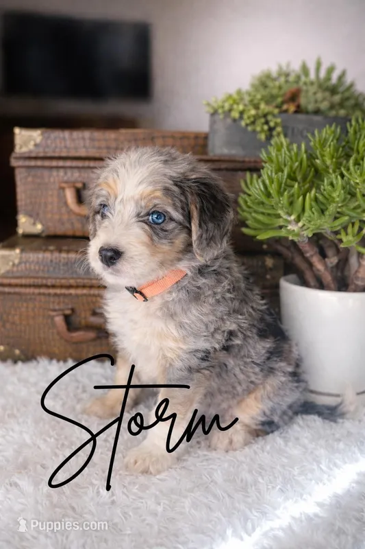 Storm – Bernese Mountain Dog, Poodle - Miniature  puppy for sale in Saratoga Springs, UT