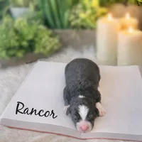 processed/25dec78e-2658-43ff-91c9-44296fca8aa7/listing/d1e36d7a-e998-4f98-925b-37ddfd9adb8f/f3f316a8-0570-4995-987f-fddd8c0b12db